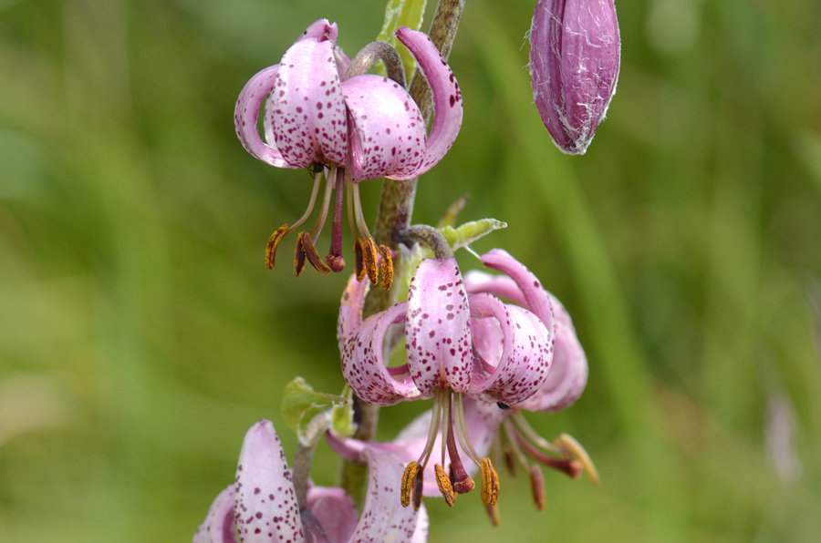 Lilium martagon / Giglio martagone